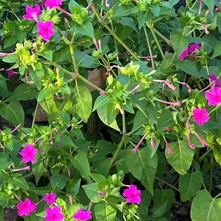 Casina Le Rondini Appartement Paterno (Florence)